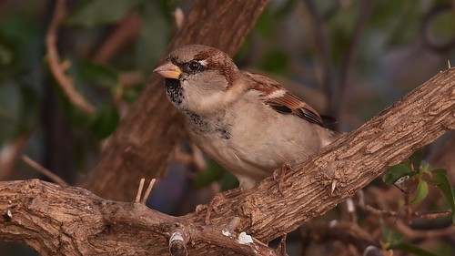 Moineau domestique.jpg